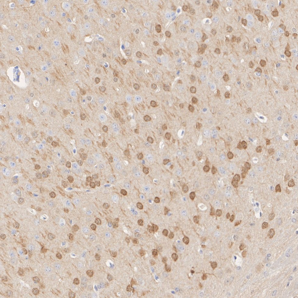 HA750139_5.jpg