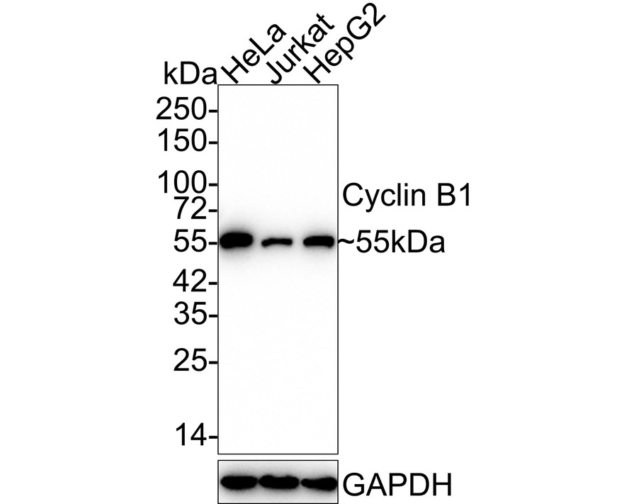 HA750141_1.jpg