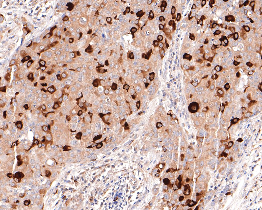 HA750141_5.jpg
