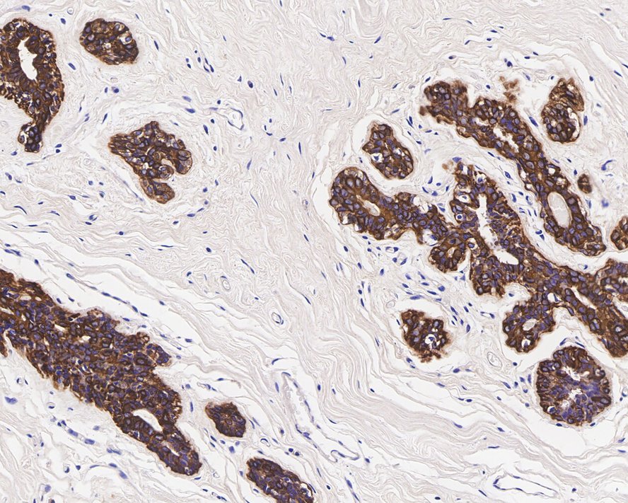 HA750145_5.jpg