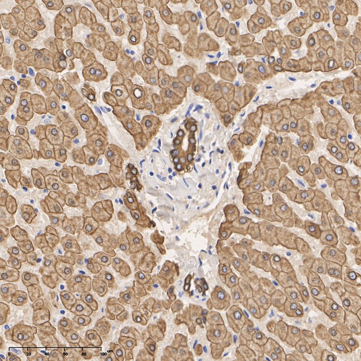 HA750145_6.jpg