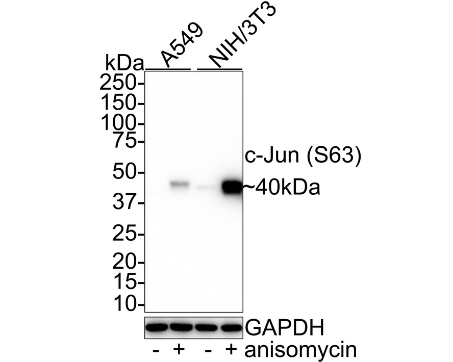 HA750146_3.jpg