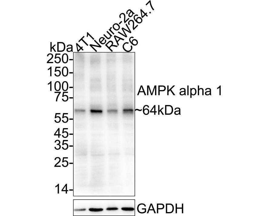 HA750147_2.jpg