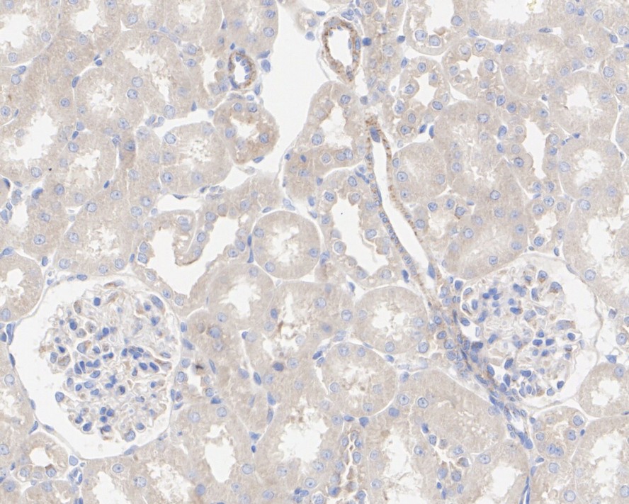 HA750153_6.jpg