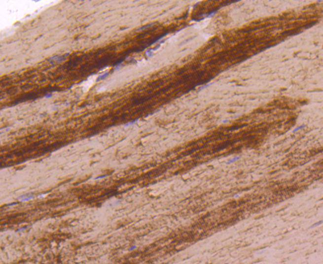 HA750155_11.jpg