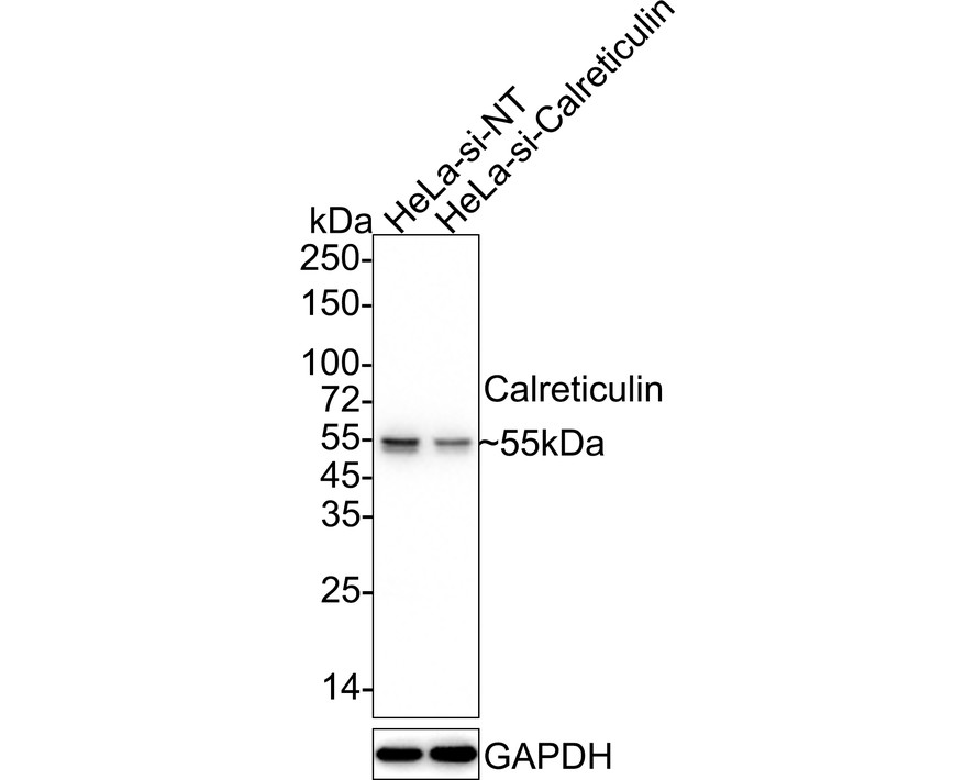 HA750156_4.jpg