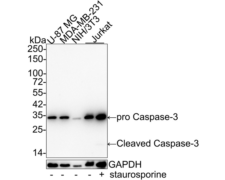 HA750159_3.jpg