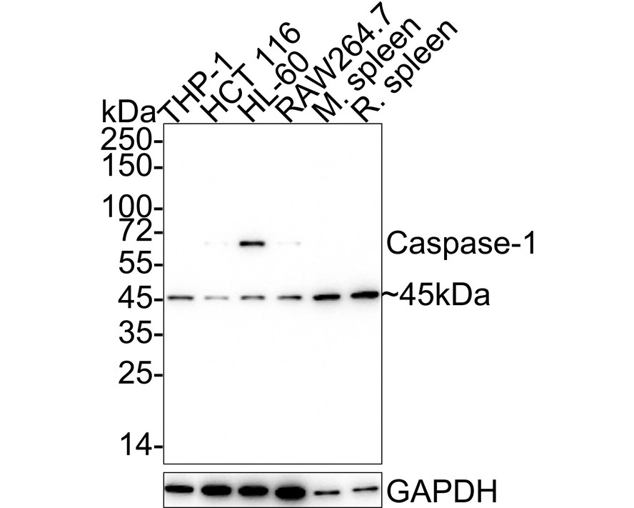 HA750161_1.jpg