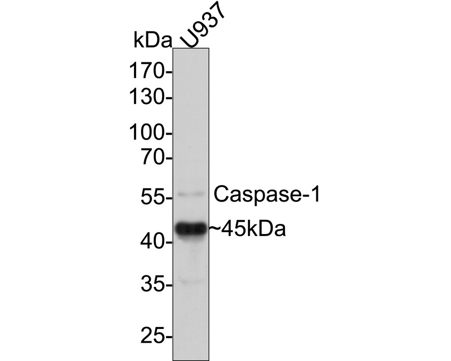 HA750161_2.jpg