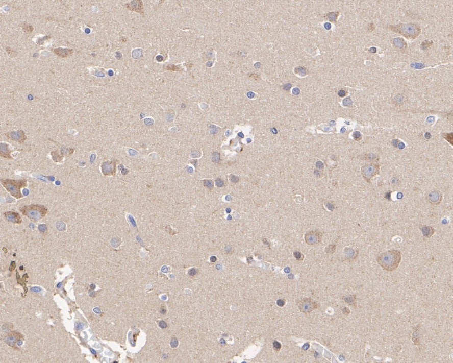HA750162_6.jpg