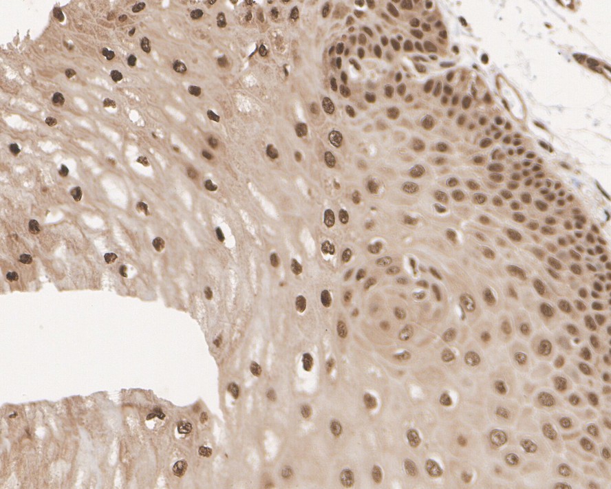 HA750165_5.jpg