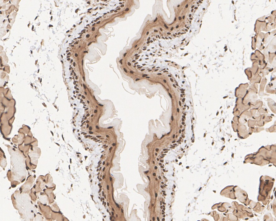 HA750165_6.jpg