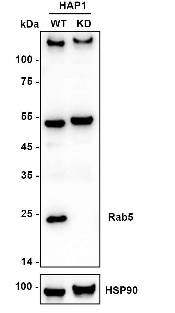 HA750167_1.jpg