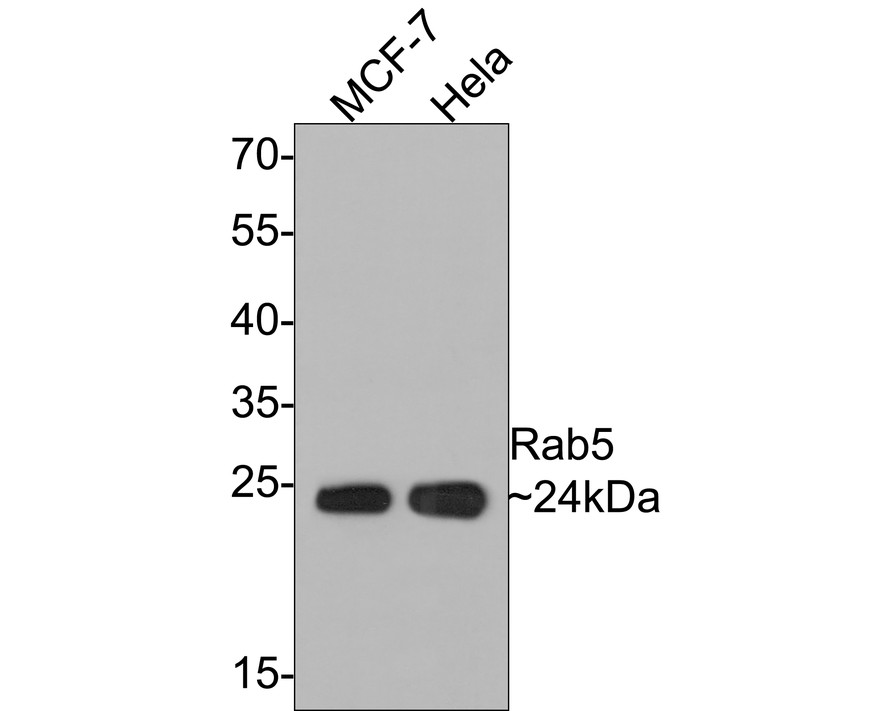 HA750167_2.jpg