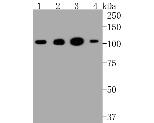 HA750168_2.jpg