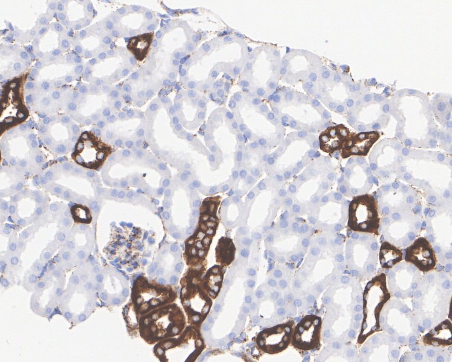 HA750168_6.jpg