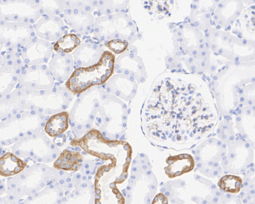 HA750168_7.jpg