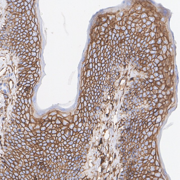 HA750192_6.jpg