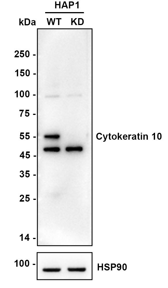 HA750193_3.jpg