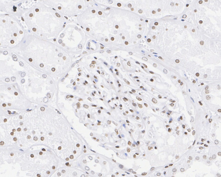 HA750197_5.jpg