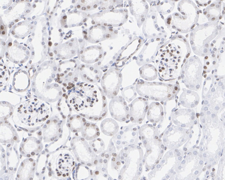 HA750197_7.jpg
