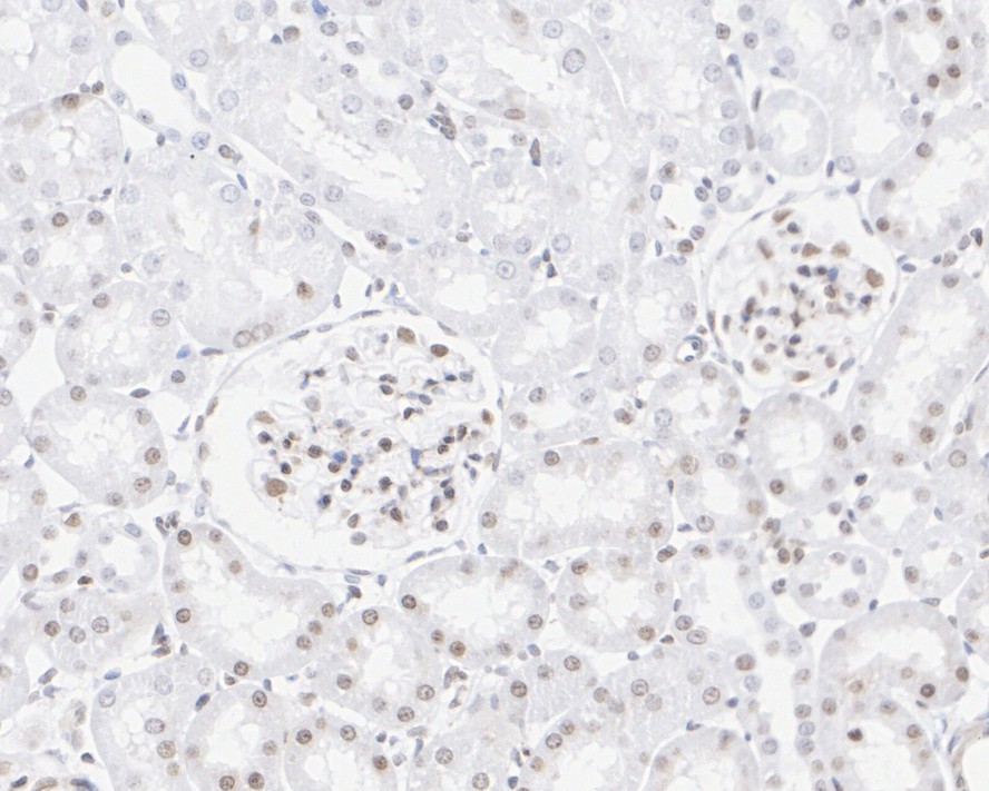 HA750197_9.jpg