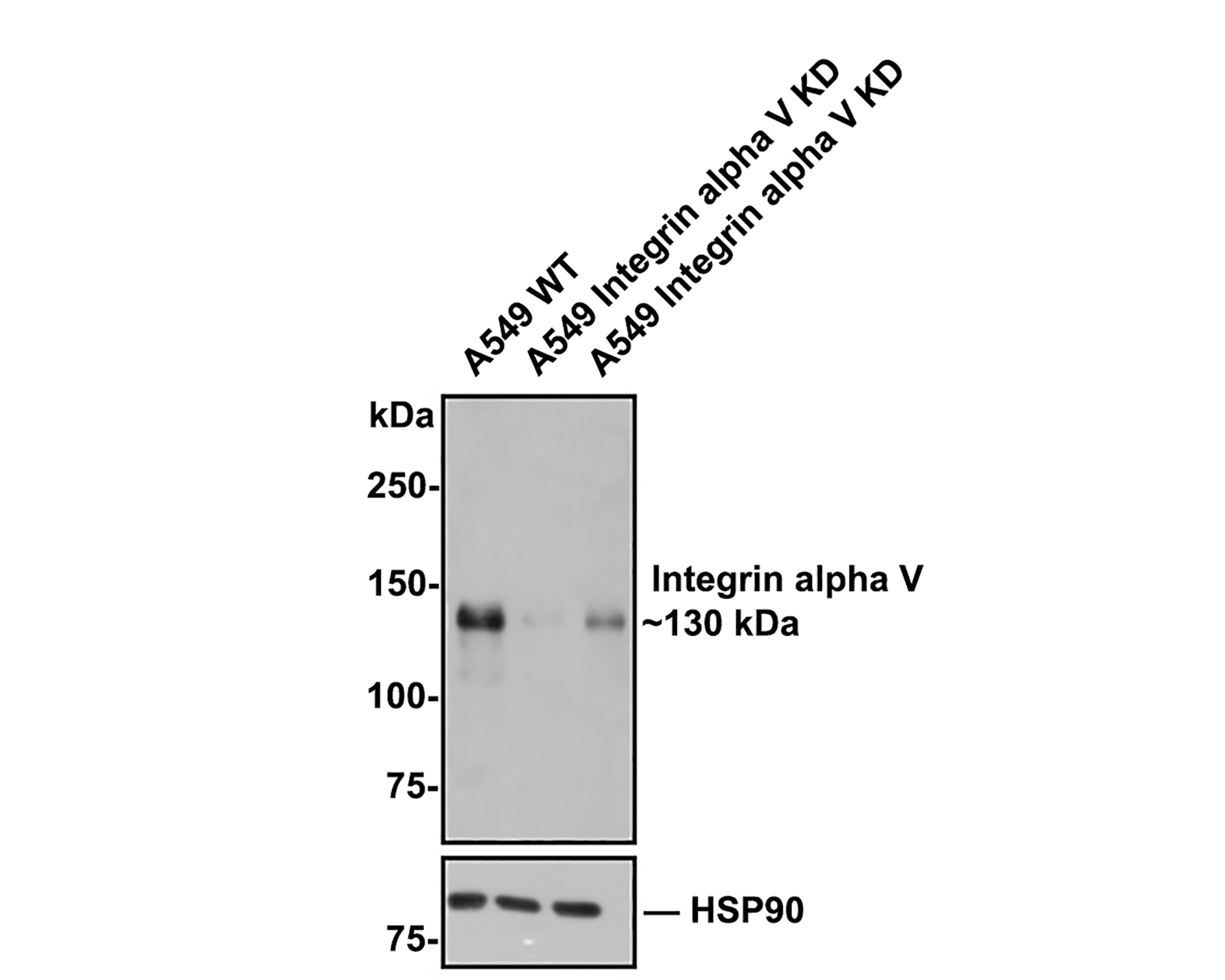 HA750201_2.jpg
