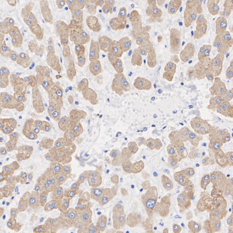 HA750202_3.jpg