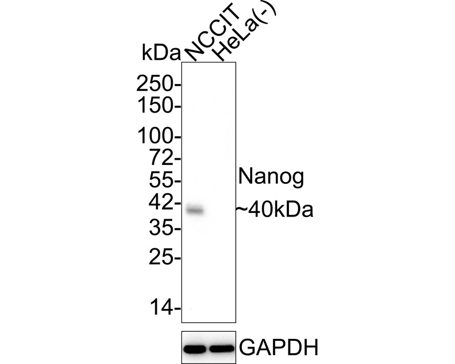 HA750204_1.jpg