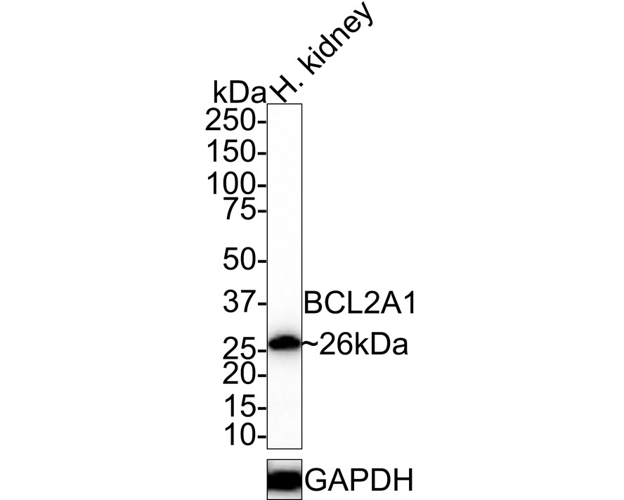 HA750205_1.jpg