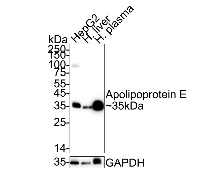 HA750206_6.jpg