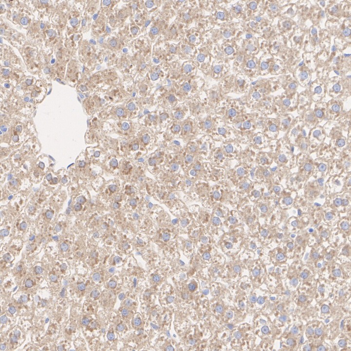 HA750206_8.jpg