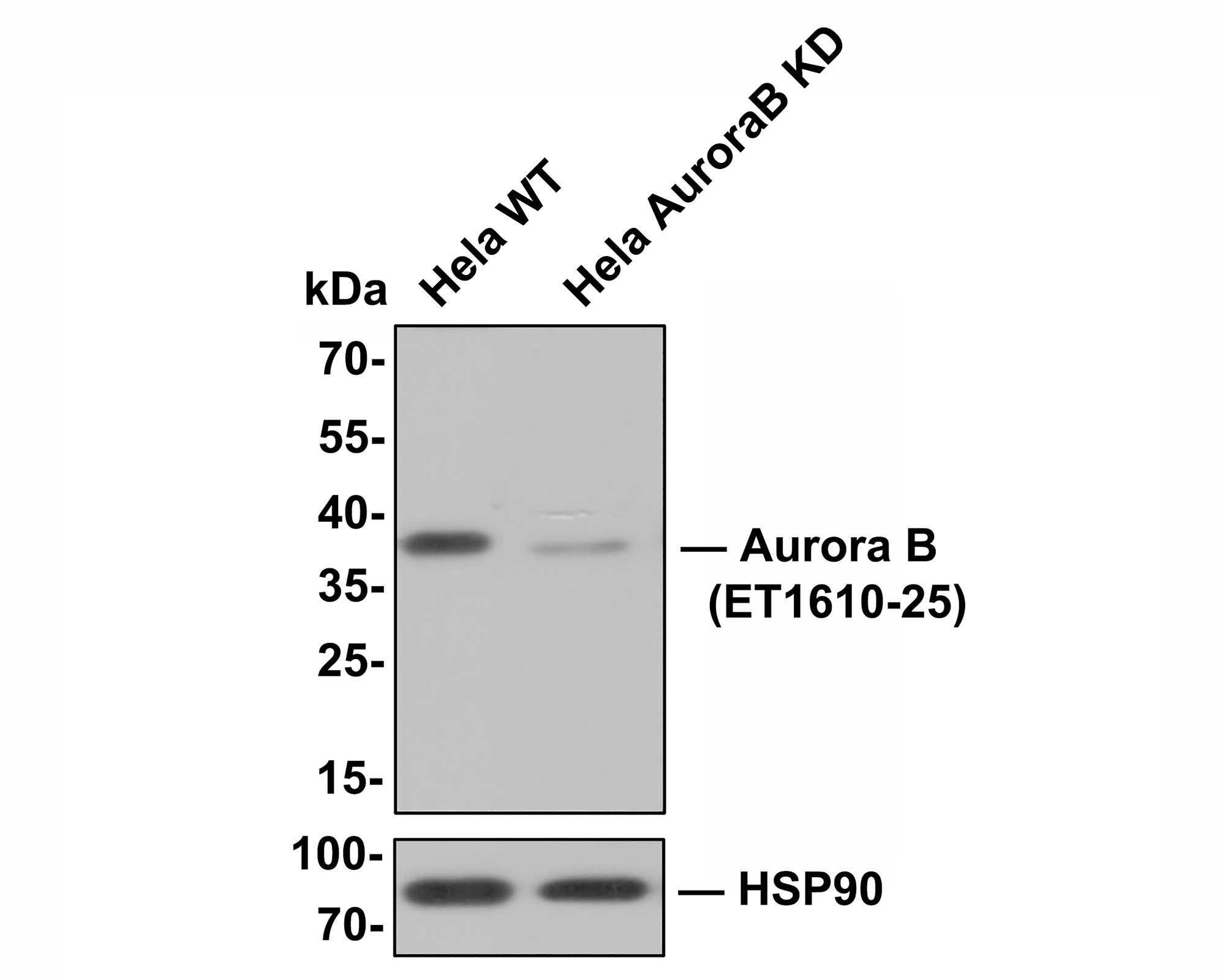 HA750208_2.jpg