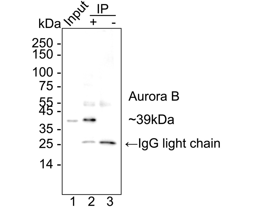 HA750208_5.jpg
