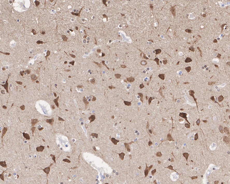 HA750210_4.jpg