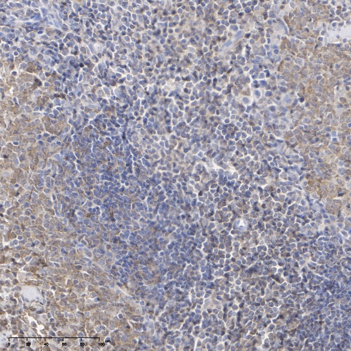 HA750212_7.jpg