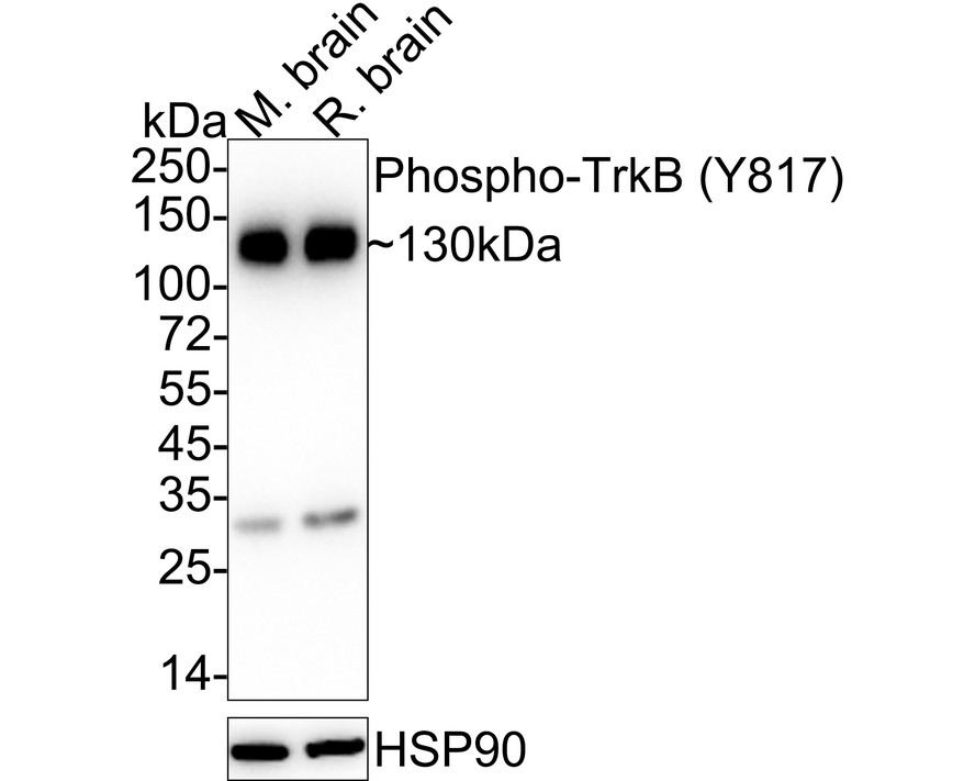HA750213_1.jpg