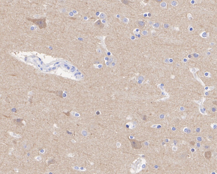HA750213_4.jpg