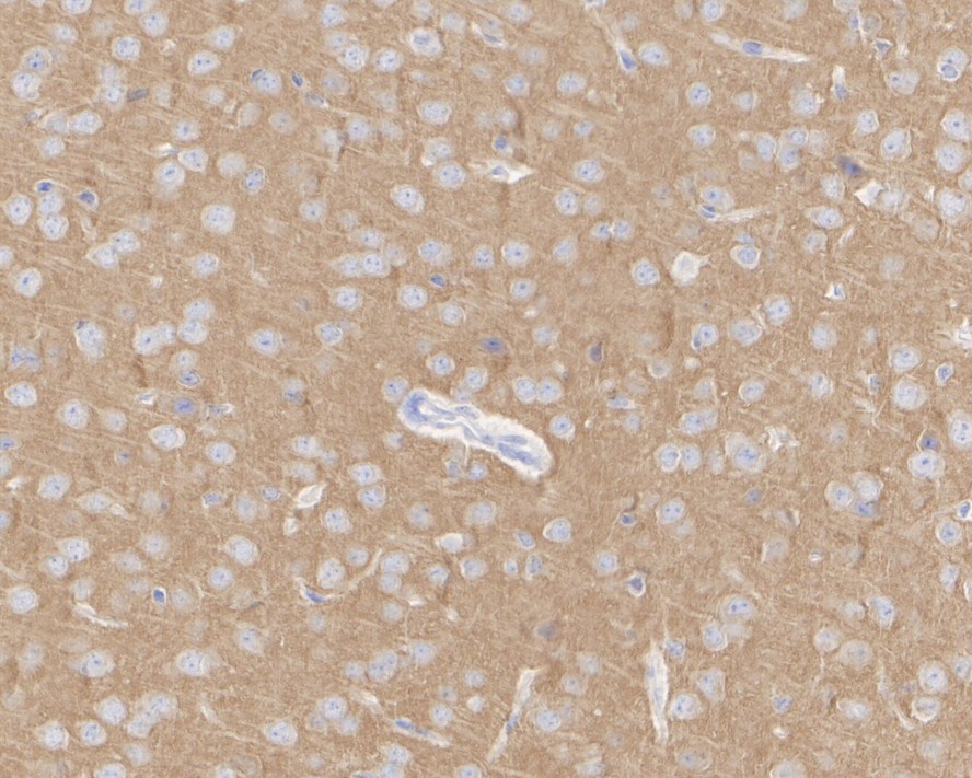 HA750213_5.jpg