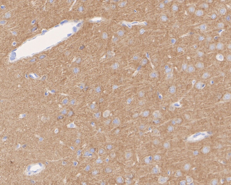 HA750213_6.jpg