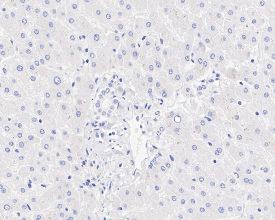 HA750213_7.jpg