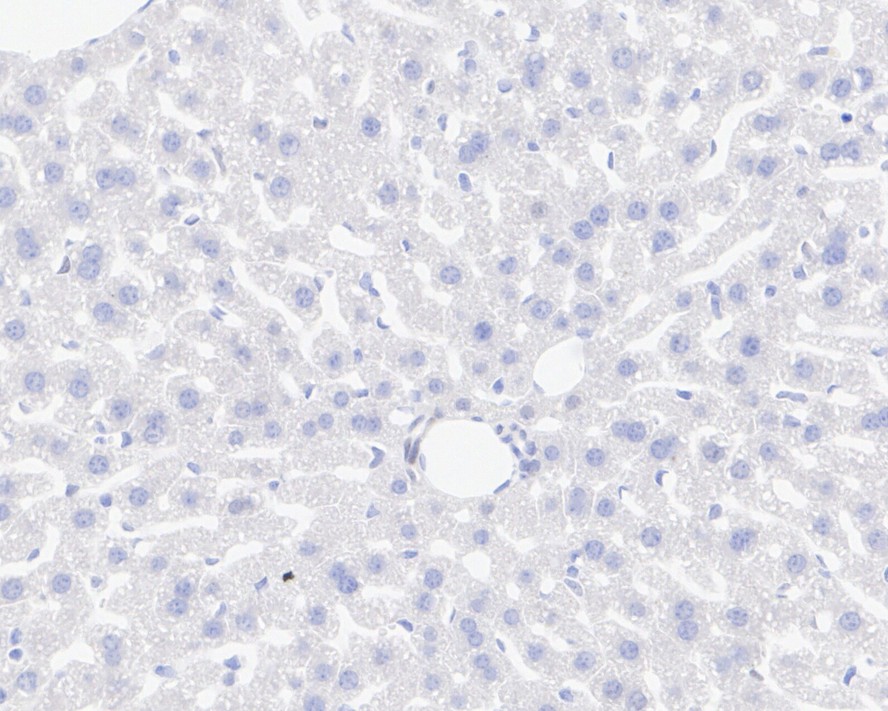 HA750213_8.jpg