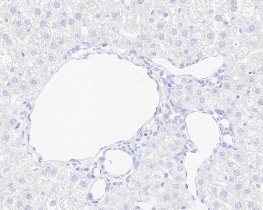 HA750213_9.jpg