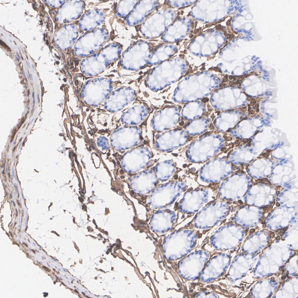 HA750215_8.jpg