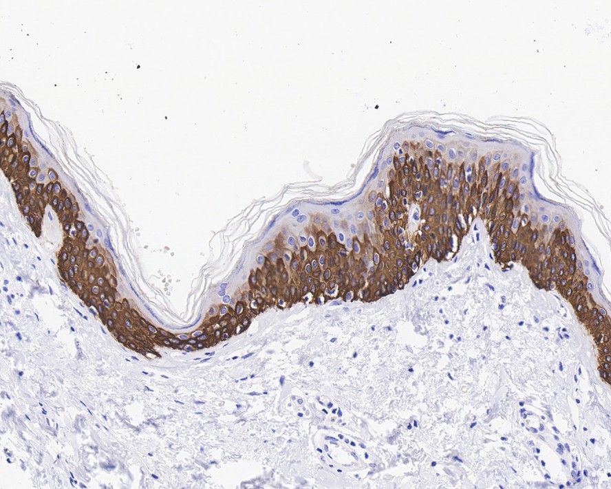 HA750216_7.jpg