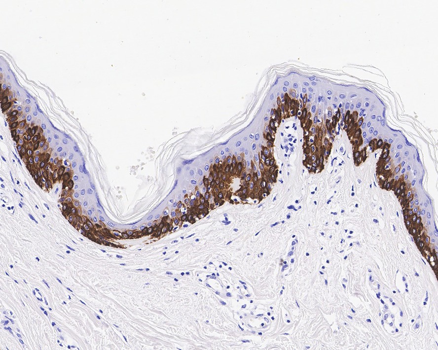 HA750216_8.jpg