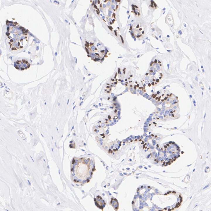 HA750218_4.jpg