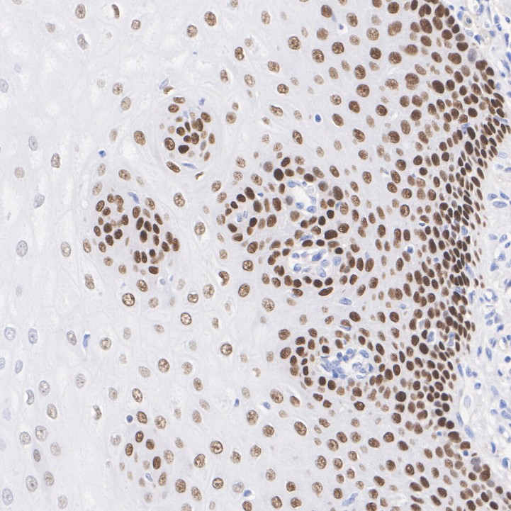 HA750218_5.jpg