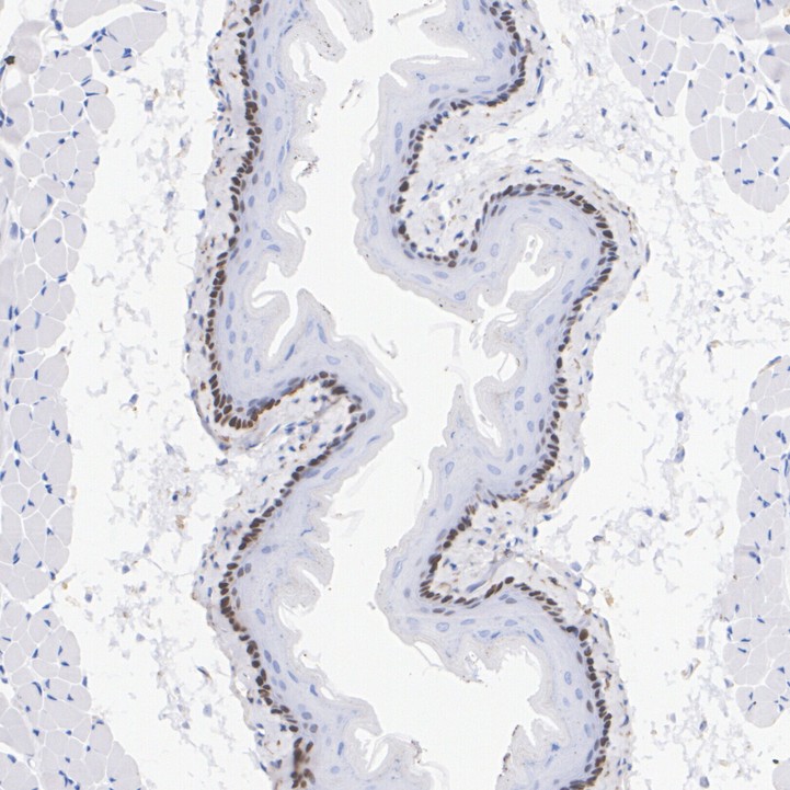 HA750218_6.jpg