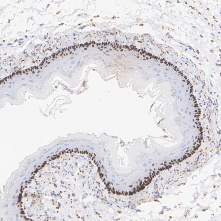 HA750218_7.jpg